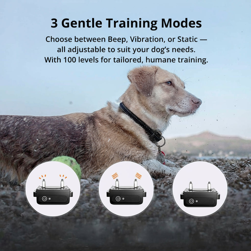 NovaPaw 1000m wasserdichtes Hundetrainingshalsband mit wiederaufladbarer Fernbedienung und verstellbar
