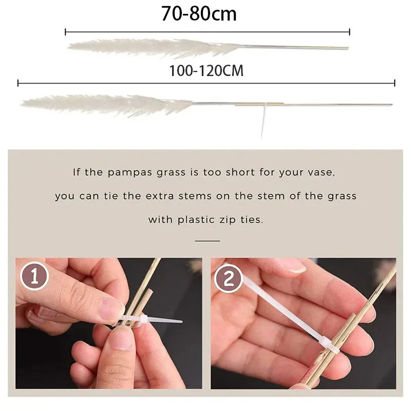 BohoBliss - Szárított pampafű