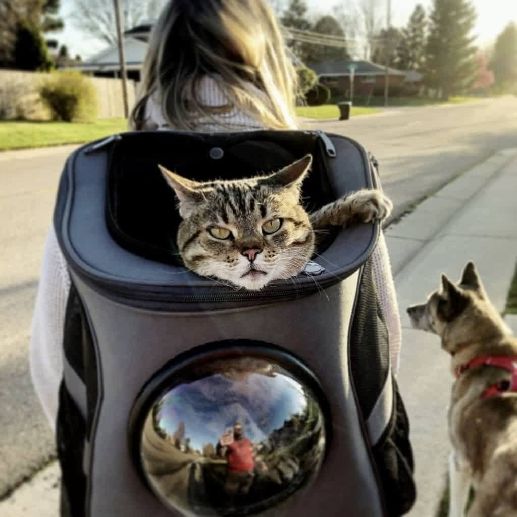 Zaino da Viaggio per Gatti di Taglia Grande, Ideale per Gatti in Movimento