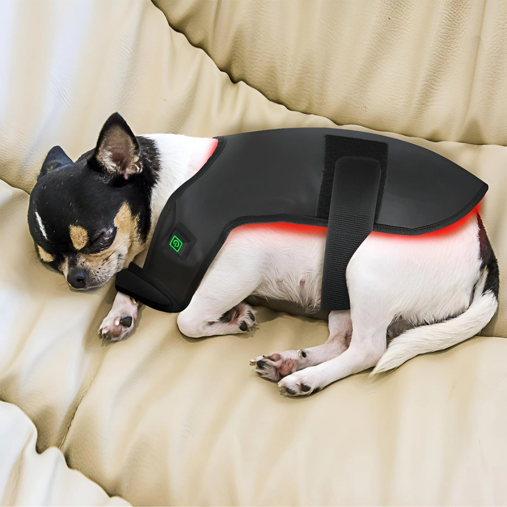 家用红外线光疗仪，适用于犬猫