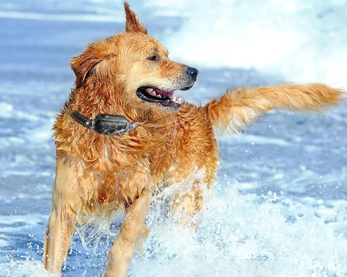 RoverGuide távirányítós kutyakiképző nyakörv minden méretre