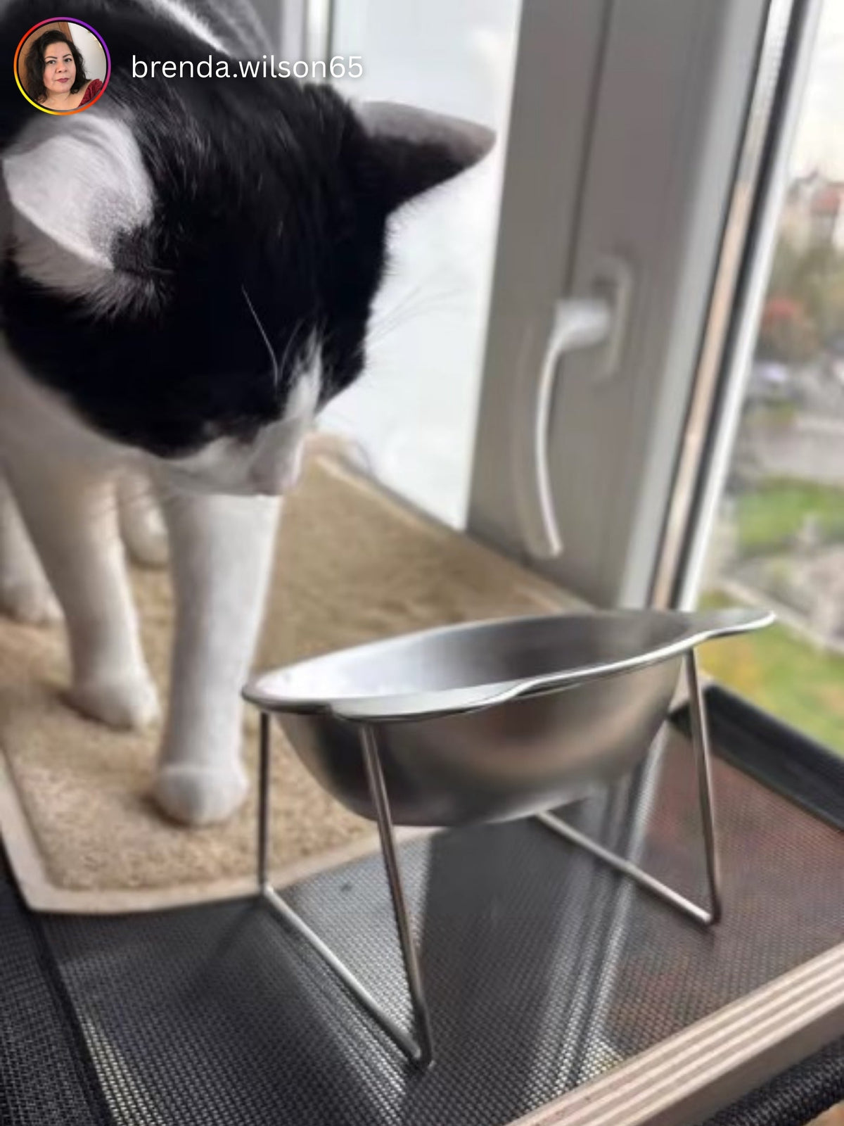 Black and white cat eating from the bowl by a window