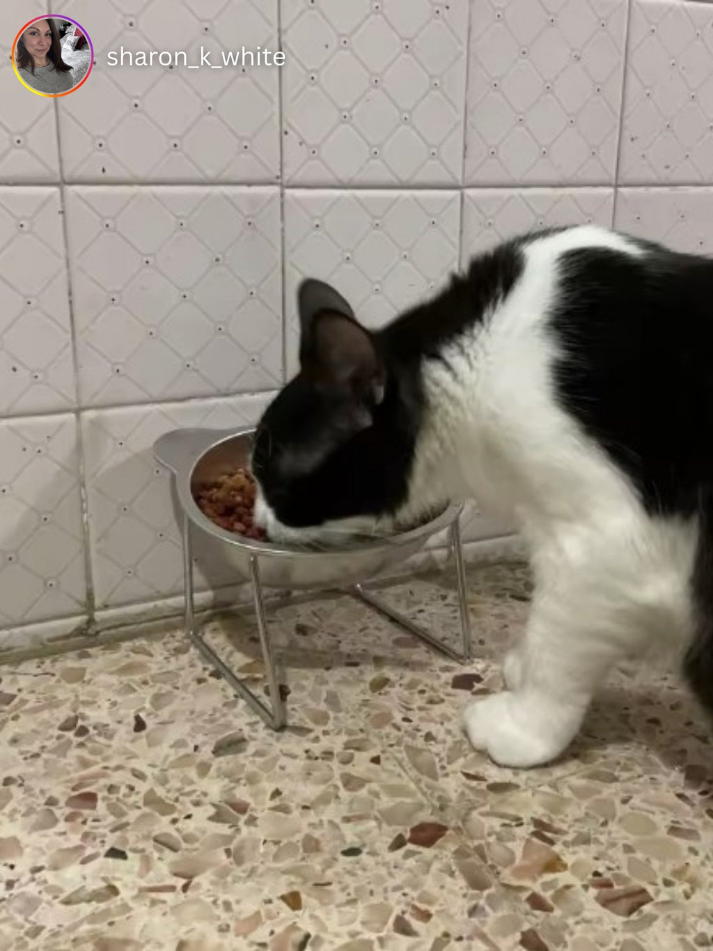 Cat eating kibble from the raised bowl in a bathroom