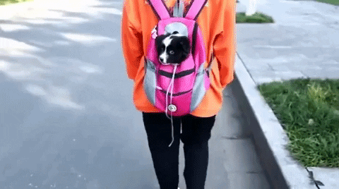 Fur Bag - Summer Dog Backpack