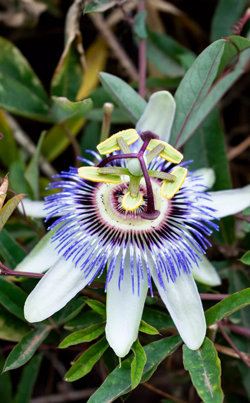 Passionflower in bloom