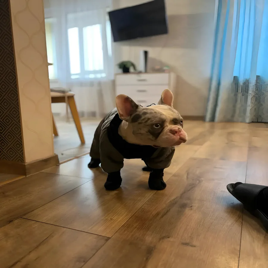 NovaPaw Hundeschuhe mit Trägern, Vollschutz und rutschfester Sohle