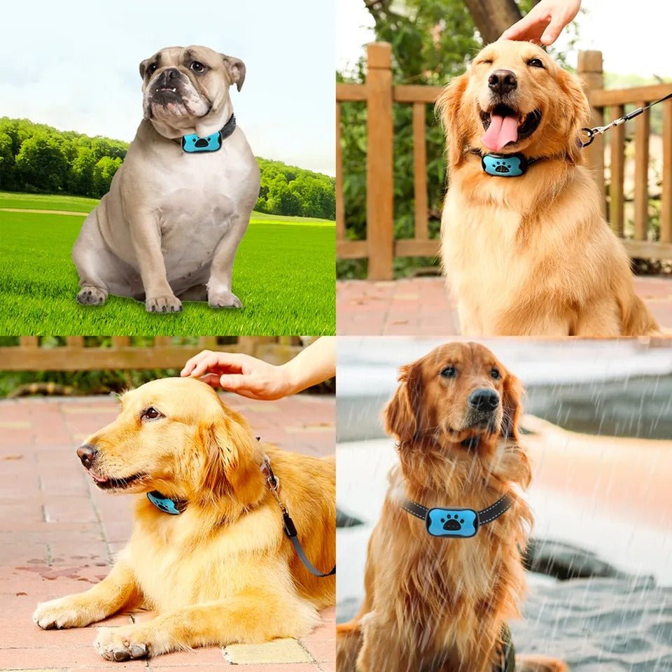 Collare antiabbaio CalmWave per cani con tecnologia a onde soniche, per cani più tranquilli