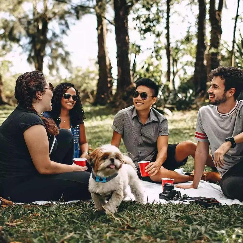 Collare antiabbaio CalmWave per cani con tecnologia a onde soniche, per cani più tranquilli