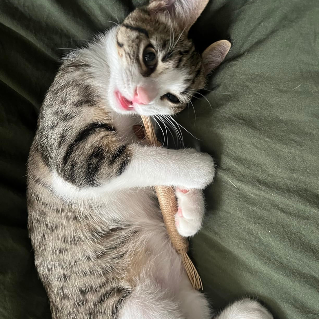 Kitten hugging and chewing a silvervine stick on a blanket