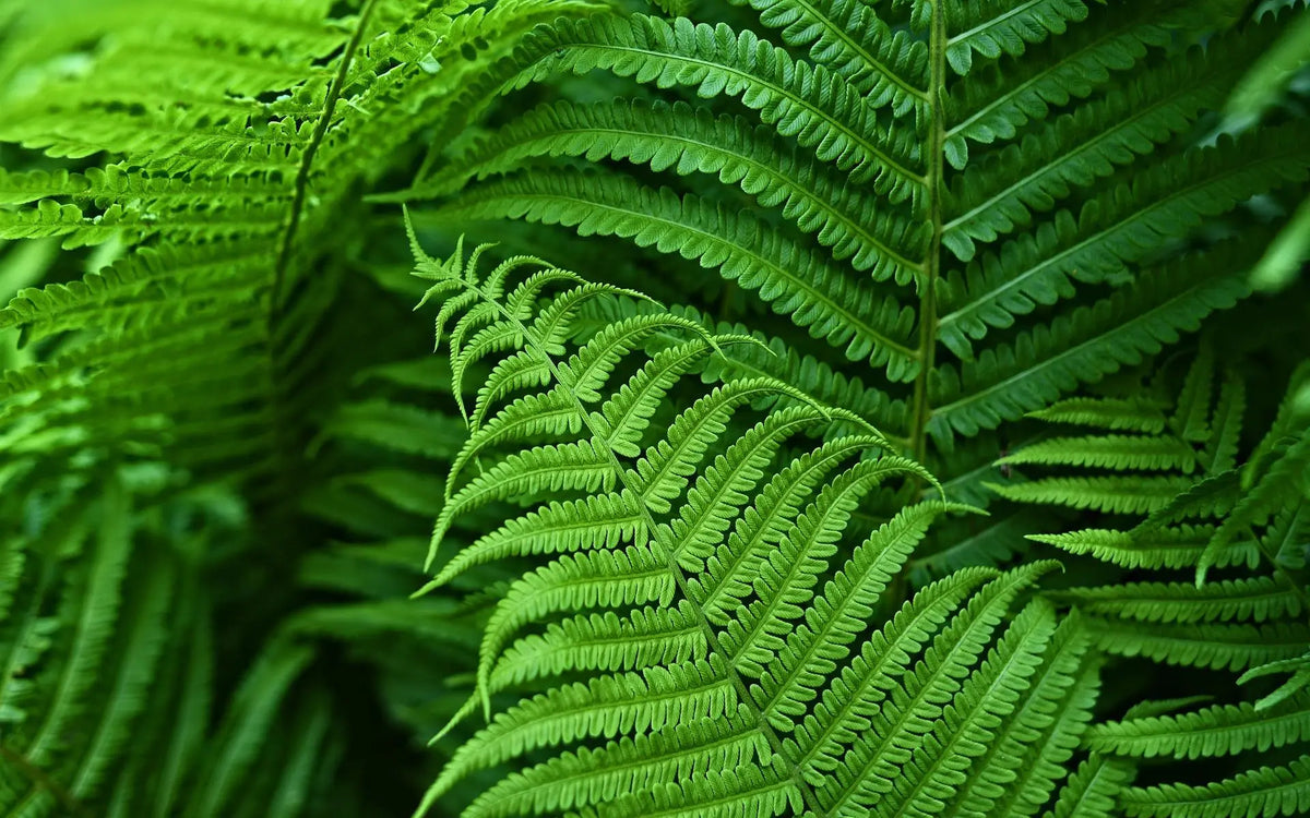 Lifelike UV-Resistant Boston Fern For Outdoor Decor
