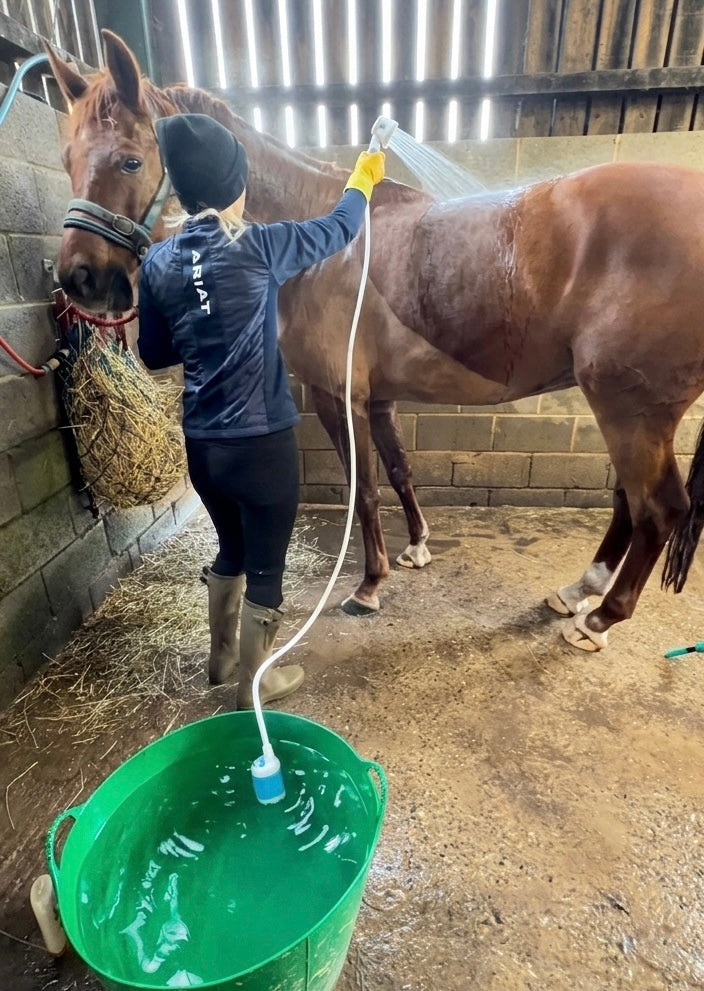 Washing a horse with the portable shower and a bucket of water