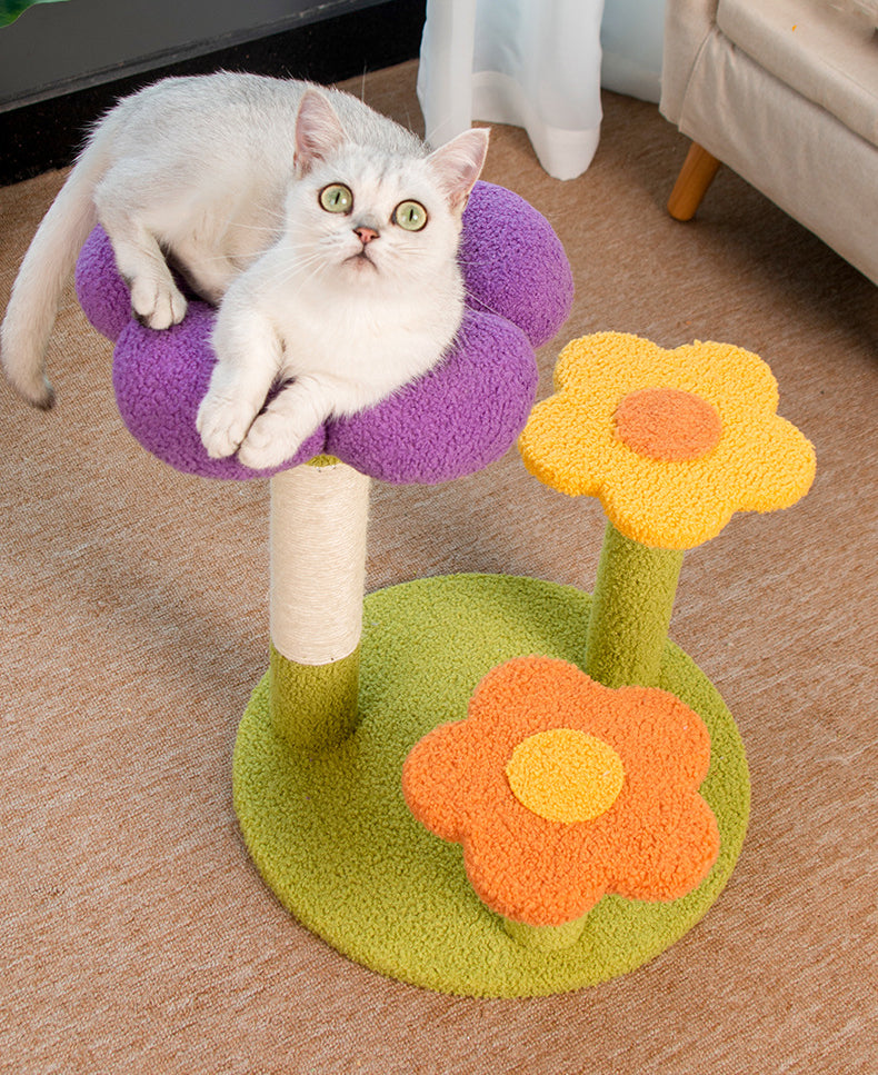 Kattekradsetræ med blomstrende blomst