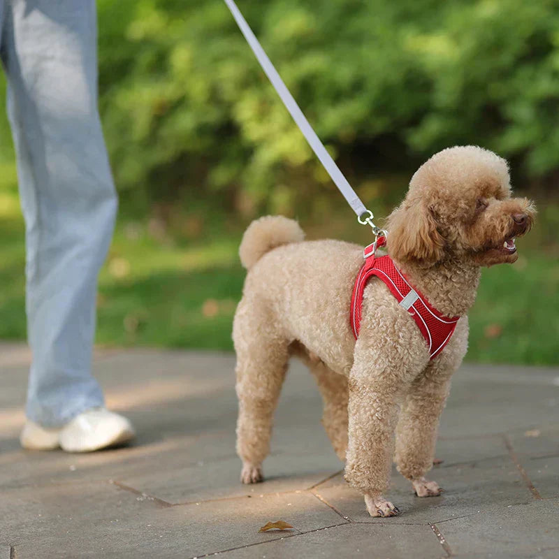 Weiches Hundegeschirr aus Mesh mit kostenloser Leine
