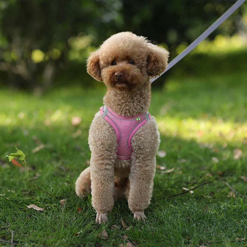 Weiches Hundegeschirr aus Mesh mit kostenloser Leine