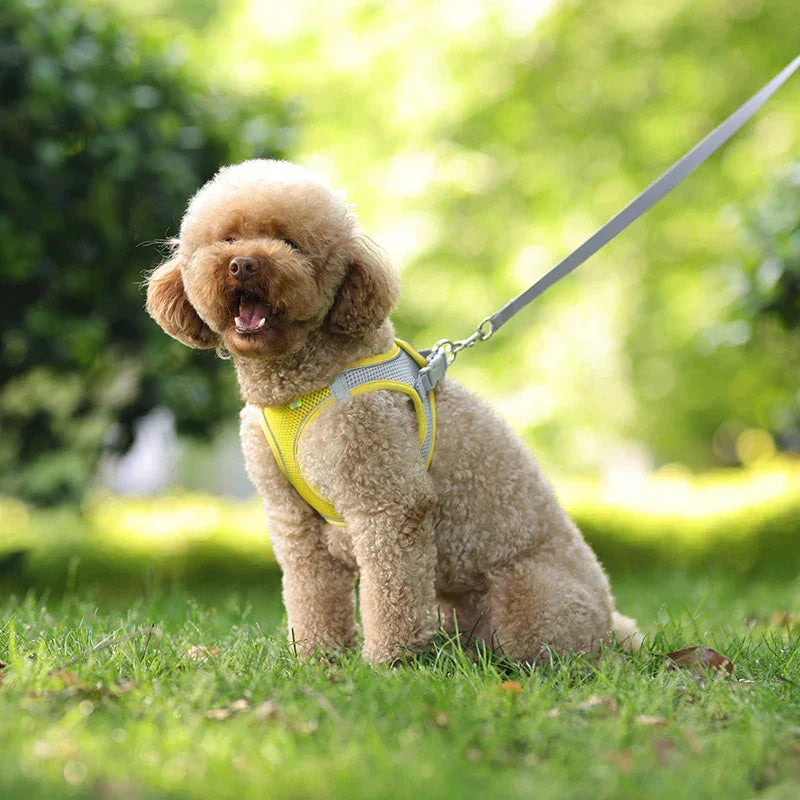 Weiches Hundegeschirr aus Mesh mit kostenloser Leine