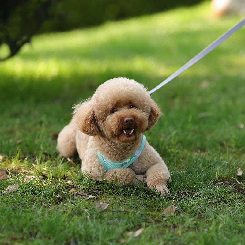 Weiches Hundegeschirr aus Mesh mit kostenloser Leine