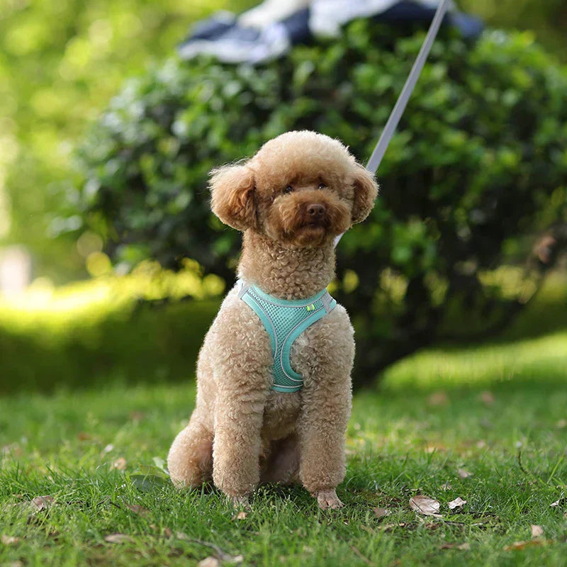 Weiches Hundegeschirr aus Mesh mit kostenloser Leine