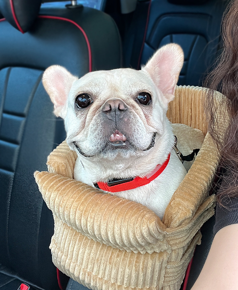 Plüsch-Autositz aus Cord für Hunde