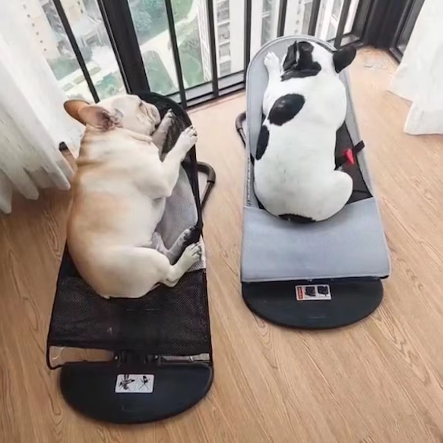 Cama mecedora para cachorros de exterior - Comodidad prémium para tu amigo peludo