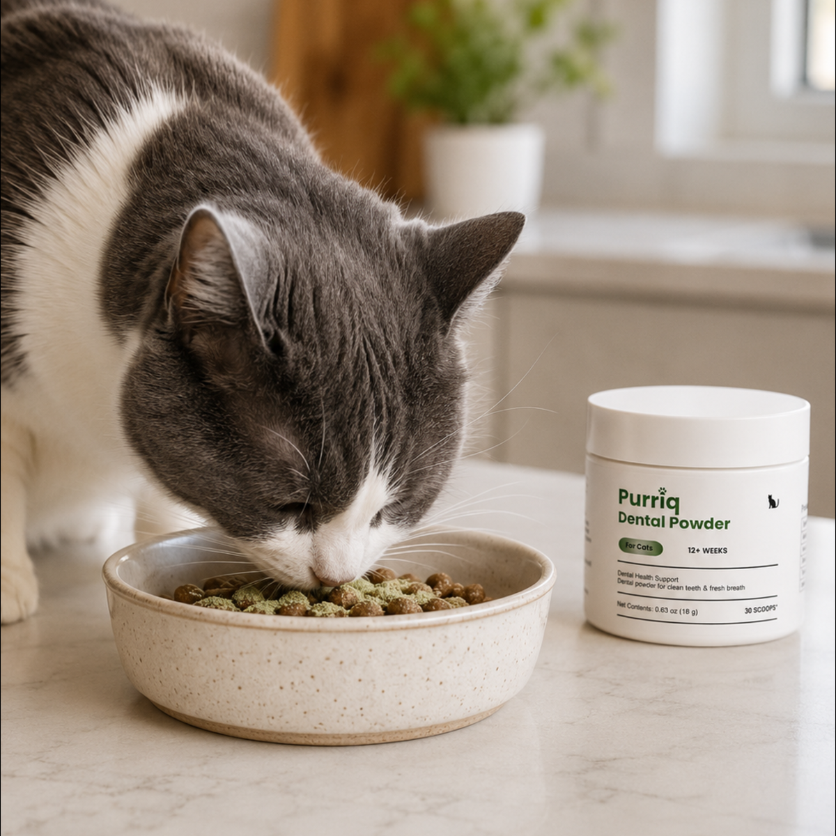 Grey cat eating next to the tub of powder