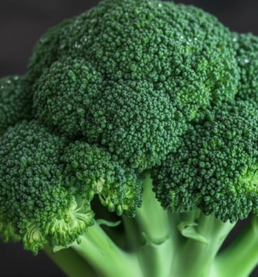 Fresh broccoli head close-up