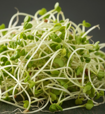 Fresh broccoli sprouts