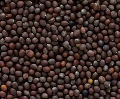 Brown mustard seeds