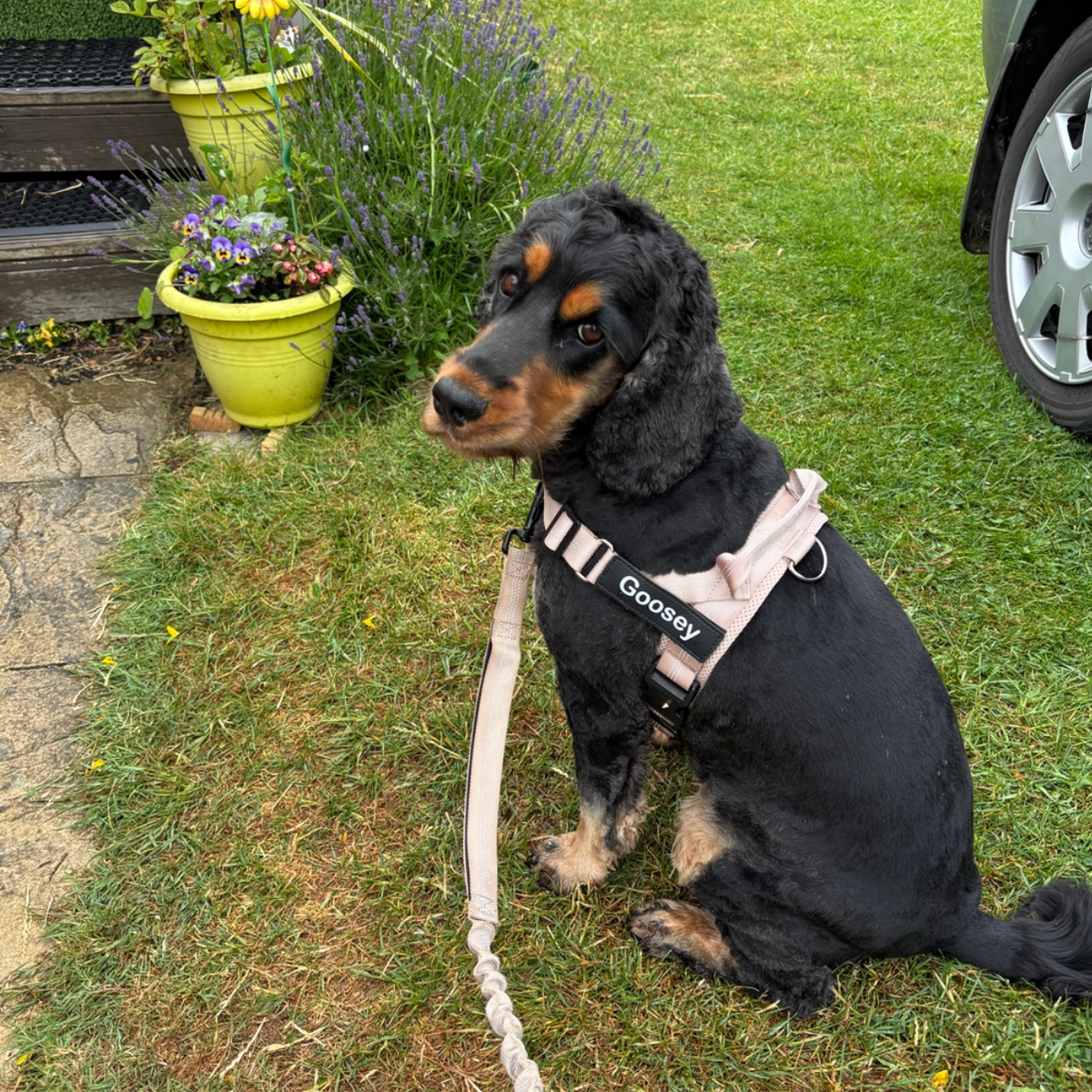 Spaniel sitting on grass wearing a pink harness