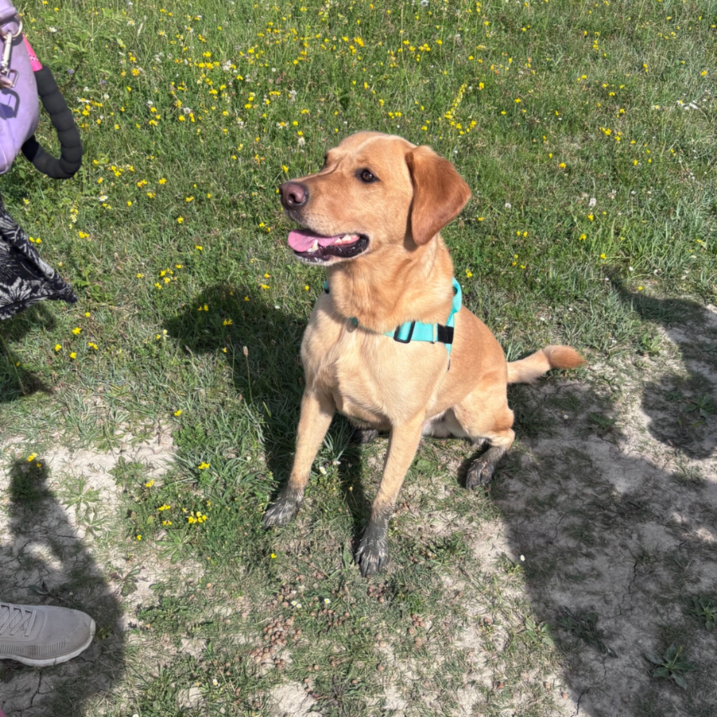 Golden Labrador sitting in a garden wearing a turquoise harness