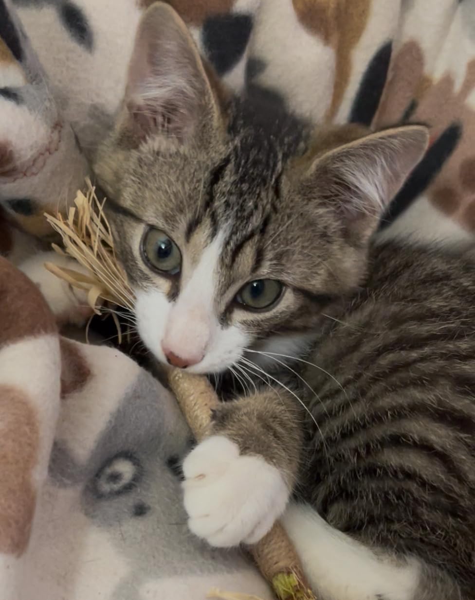 Kitten biting a silvervine stick
