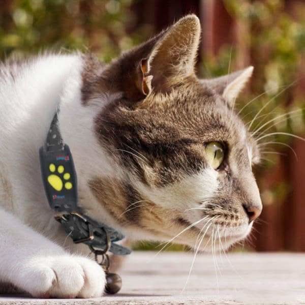 GPS 猫咪追踪项圈，用于实时位置监控