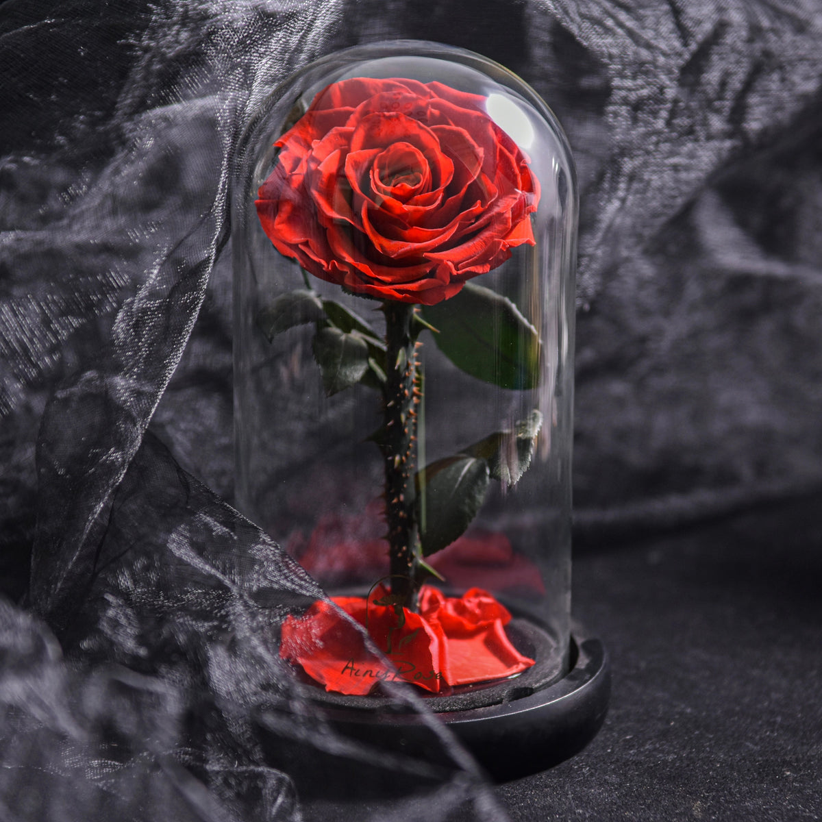 Rose sous cloche en verre - cadeau romantique de luxe pour la Saint-Valentin