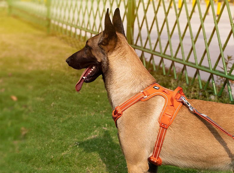 Tali Kekang Anjing Reflektif Nylon TrailGlow Tanpa Tarikan Untuk Jalan-Jalan Harian