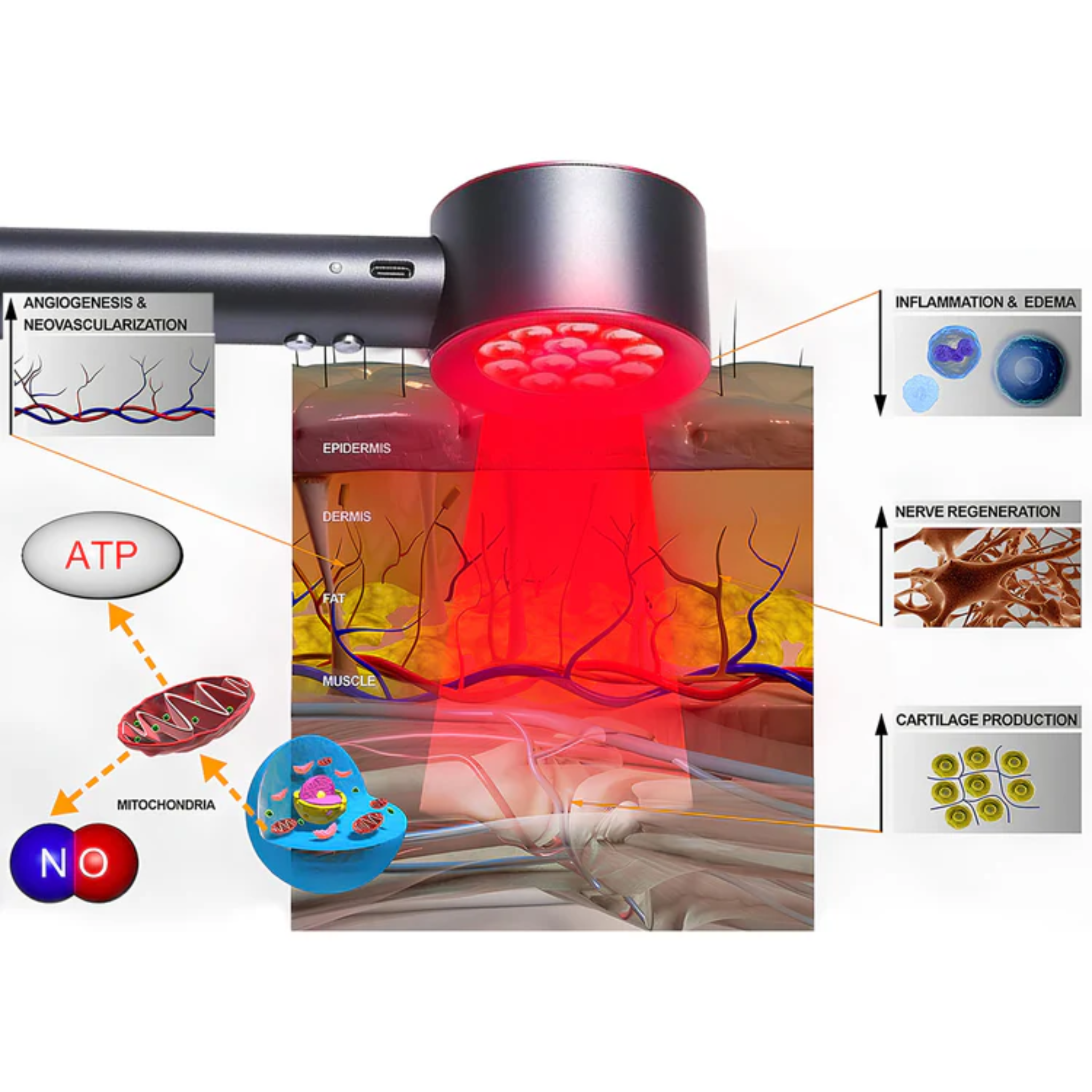 Dispositivo portatile per terapia con luce rossa e blu Migliore per terapia laser a bassa intensità a casa