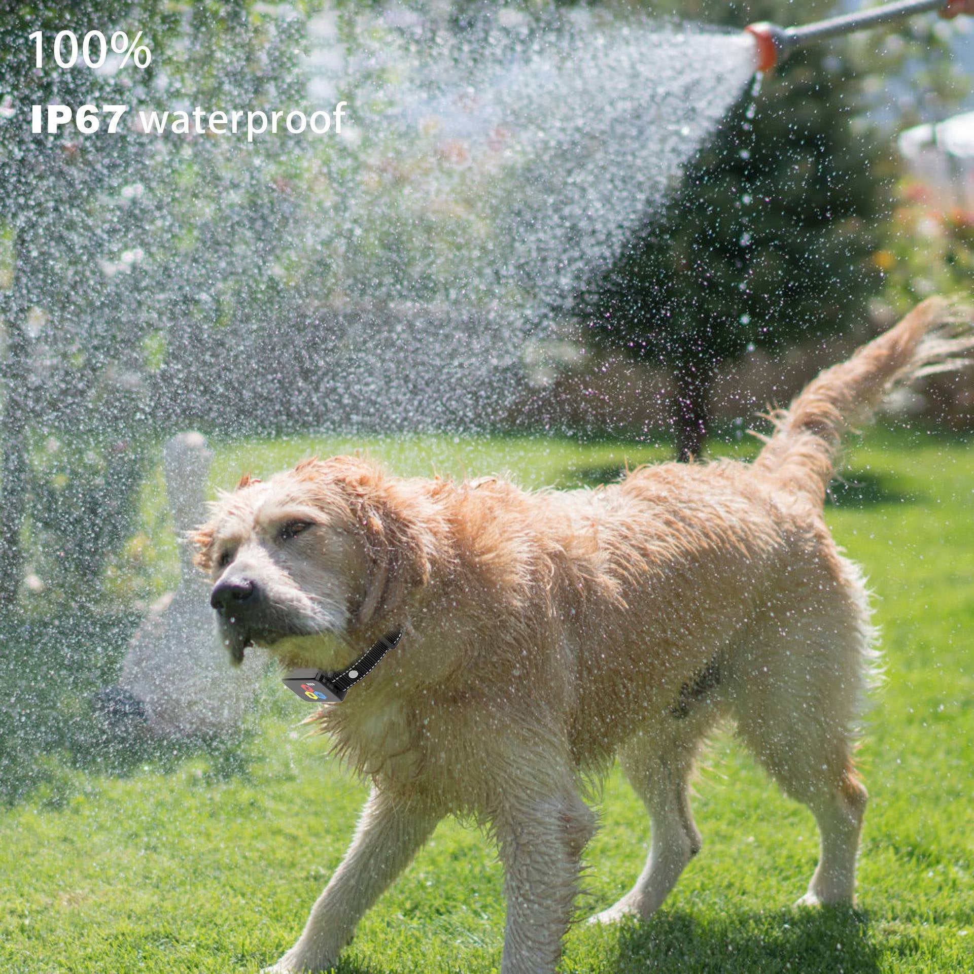 Collare per addestramento cani Pawfey impermeabile migliorato con telecomando
