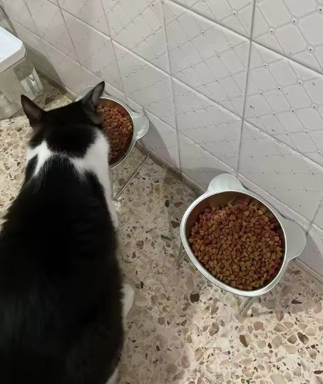 Black and white cat next to the raised bowl filled with kibble