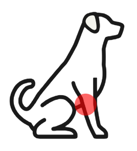 Dog outline with the front leg highlighted