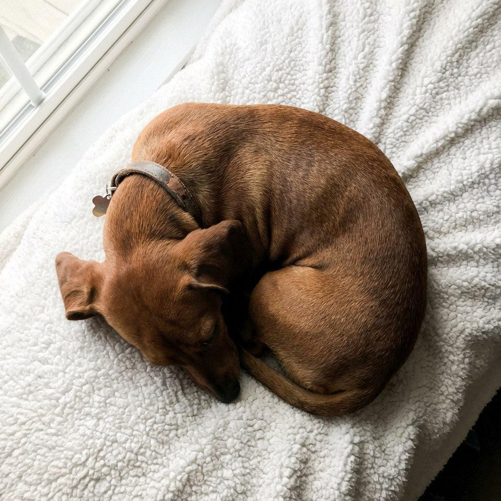 Brown dachshund curled up asleep on a soft bed