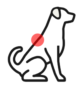 Dog outline with the back area highlighted