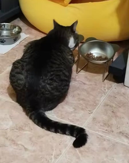 Tabby cat sitting by the raised bowl on a tiled floor