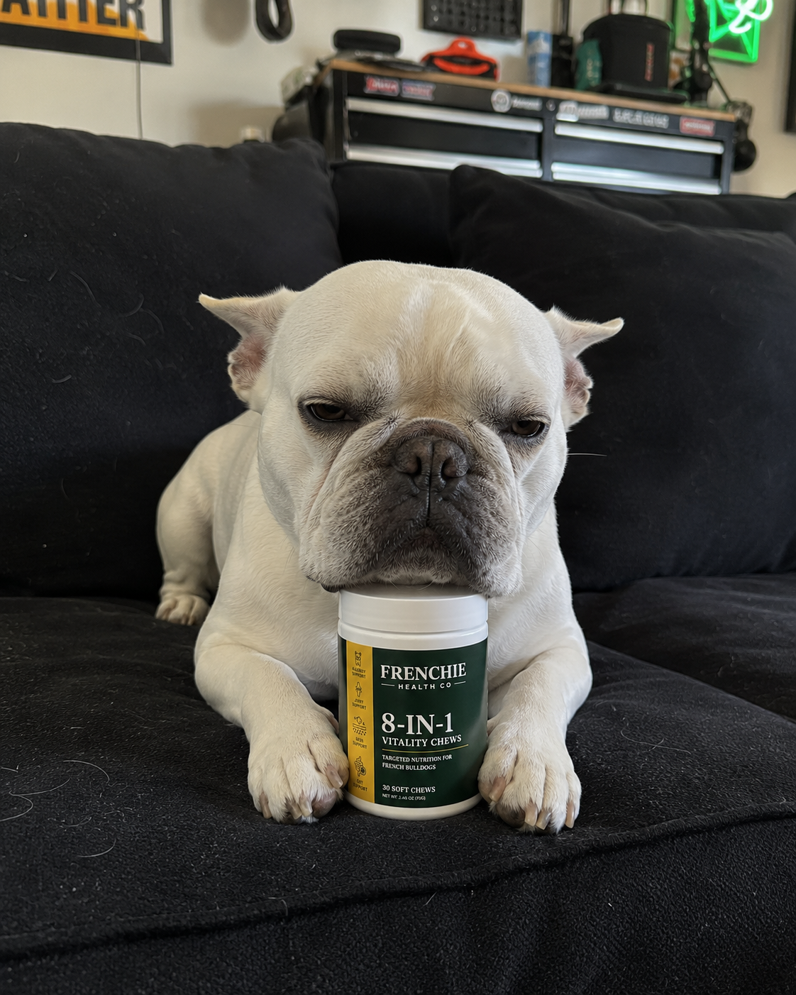White French Bulldog lying on a sofa with the jar between its paws