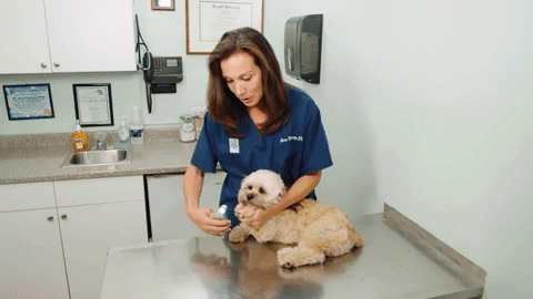 MAX - Legjobb kutyakörömvágók gyors érzékelőkkel