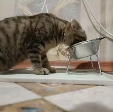 Tabby cat eating from the raised stainless steel bowl