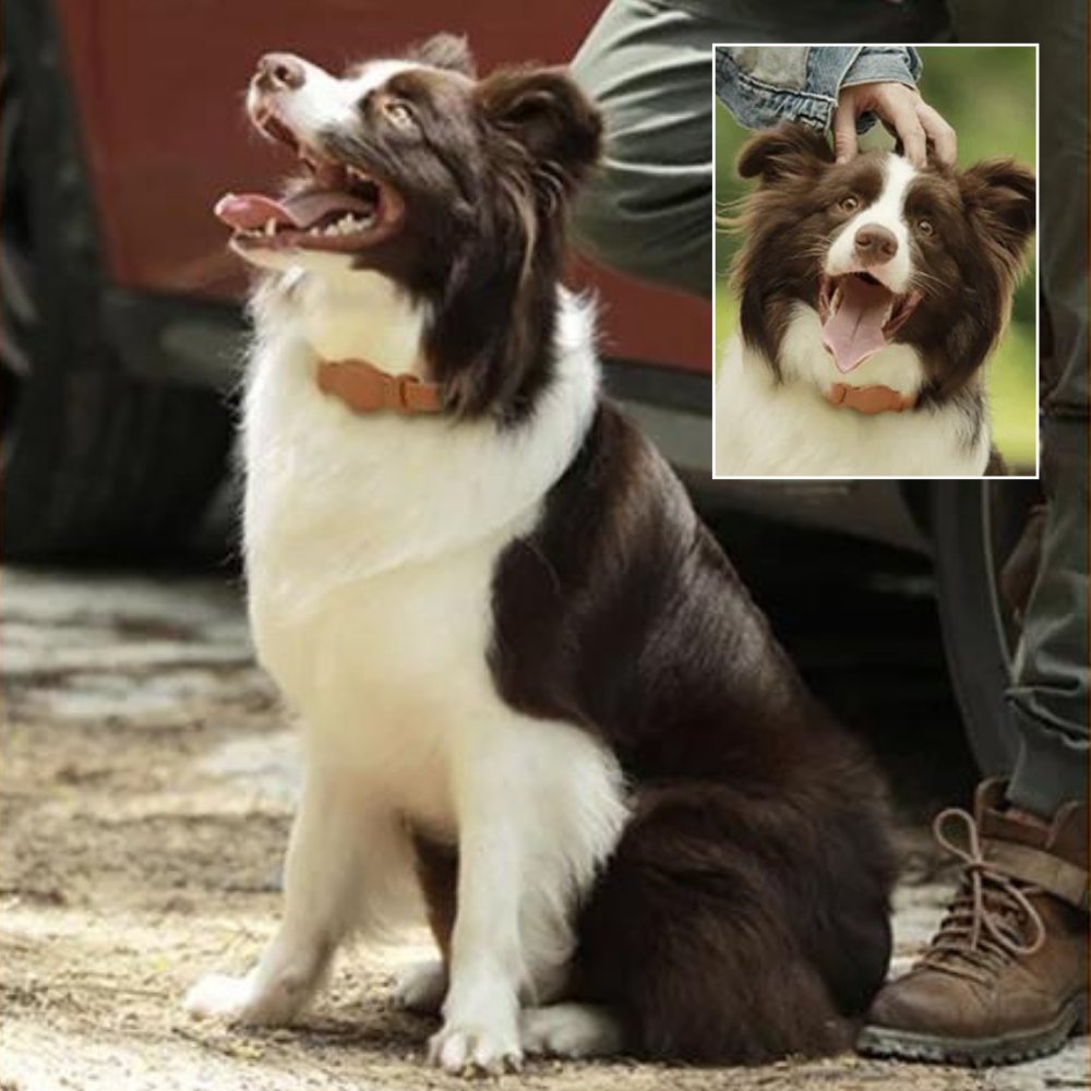 AuroraLeather AirTag Hundehalsband mit Premium-Stil und sicherer Ortung