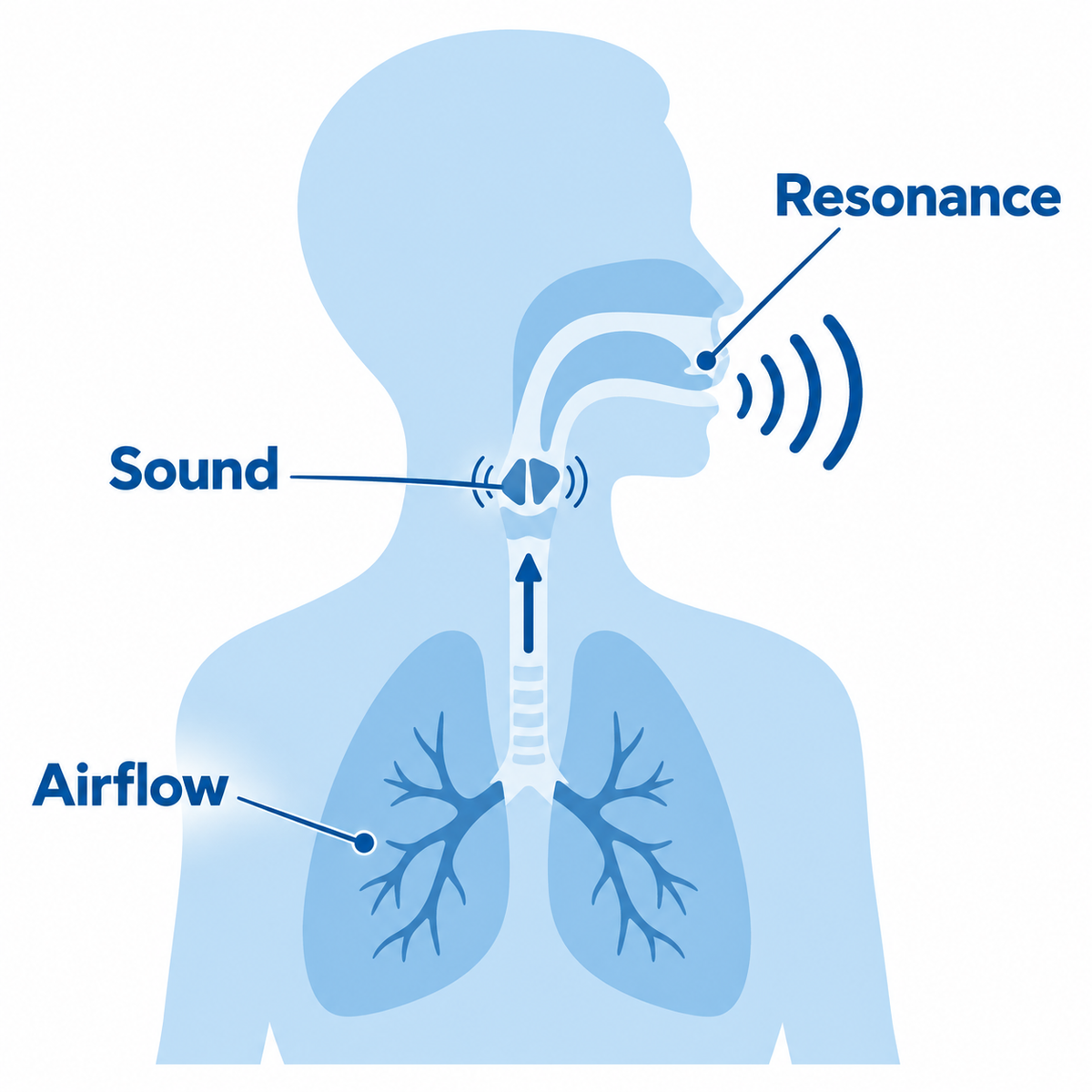 Illustration of airflow, sound and resonance in the human voice