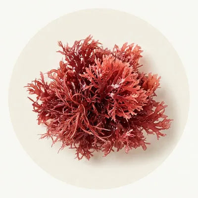 Red algae, a natural source of astaxanthin
