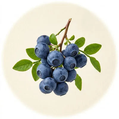 Fresh bilberries on a branch