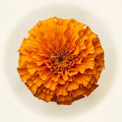 Orange marigold flower