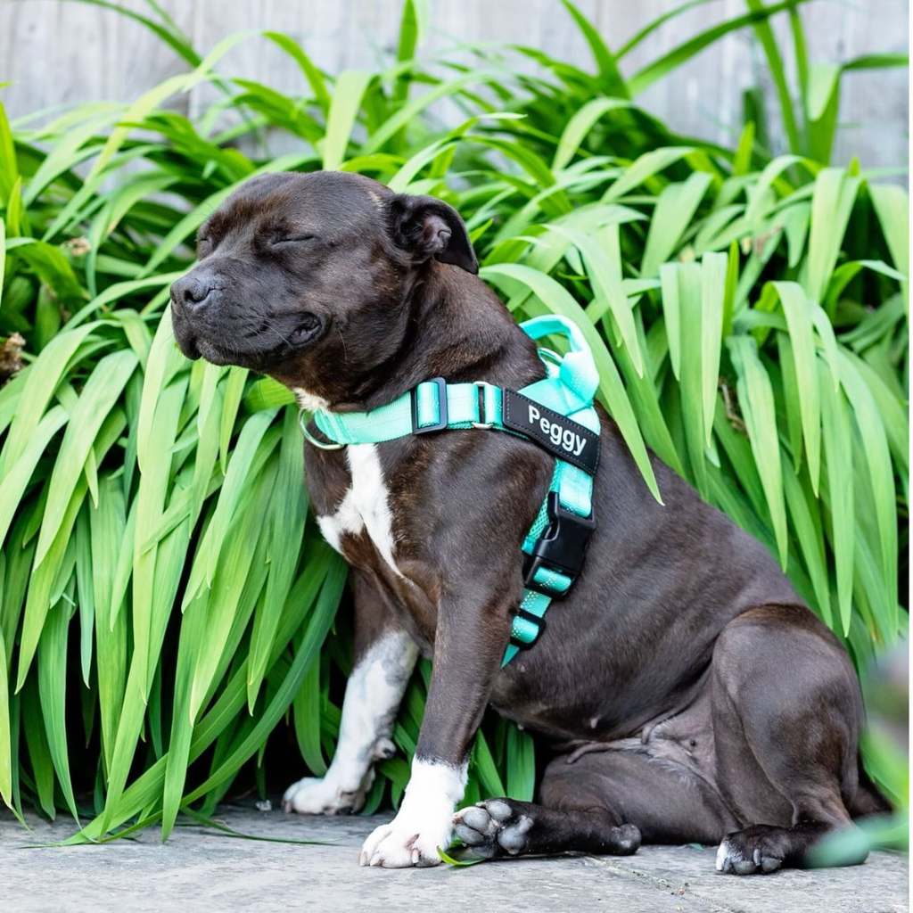 Hundsele som motverkar drag – fäste fram och bak, handtag, justerbar, XS–XL