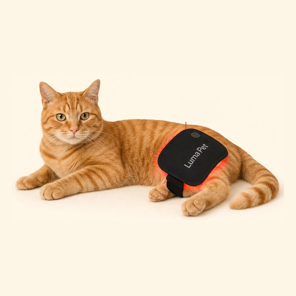 Orange cat wearing the red light pad over its legs